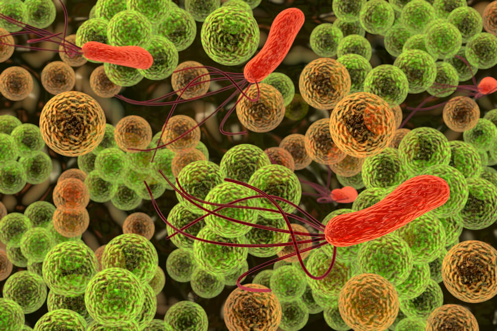 Чому важливо відновлювати бактерії в організмі